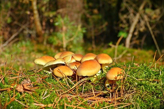 Free download mushrooms fall m moss close up free picture to be edited with GIMP free online image editor