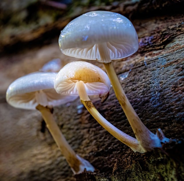 Free download mushrooms fall nature forest free picture to be edited with GIMP free online image editor