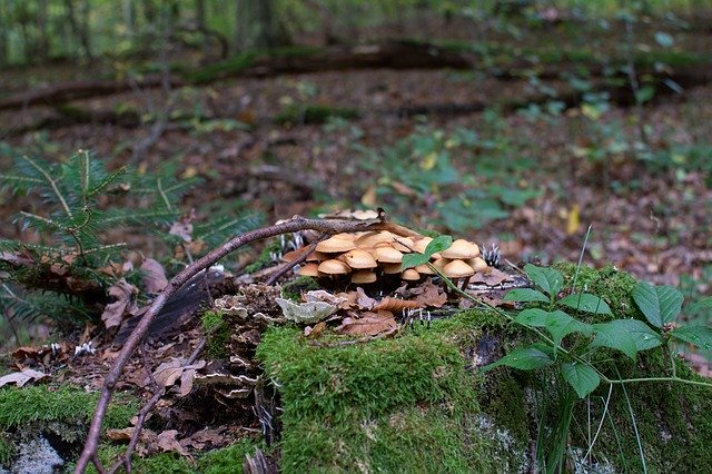 Free download Mushrooms Forest Discovered -  free photo or picture to be edited with GIMP online image editor