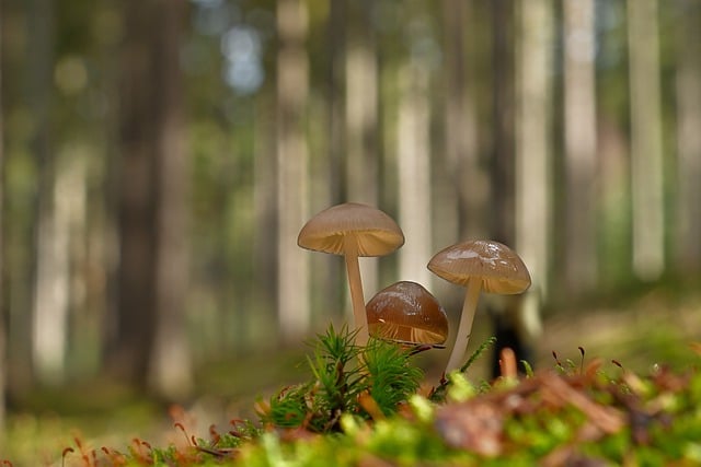 Free download Mushrooms Forest Floor -  free photo or picture to be edited with GIMP online image editor