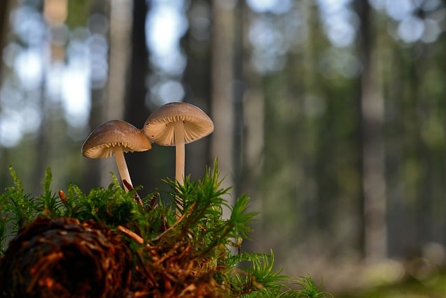 Free download mushrooms forest forest floor free picture to be edited with GIMP free online image editor