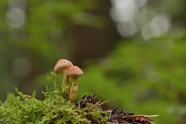 Free download mushrooms forest mushrooms moss free picture to be edited with GIMP free online image editor