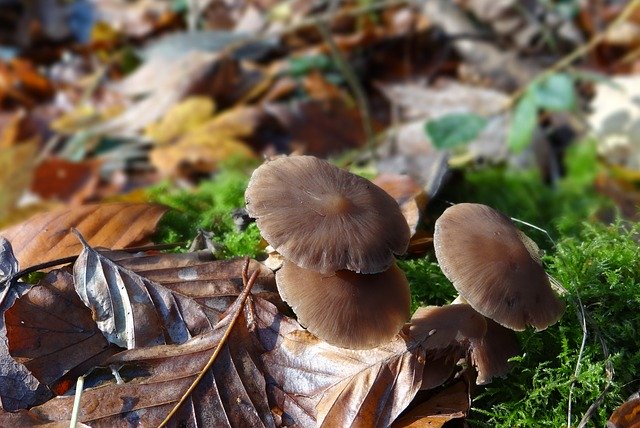 Free download Mushrooms Forest Natural -  free photo or picture to be edited with GIMP online image editor