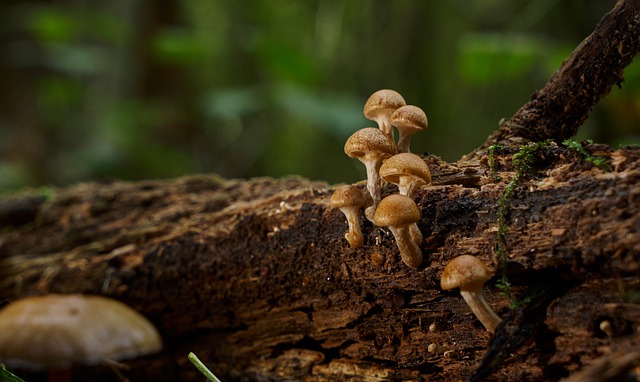 Free download mushrooms forest tree branch free picture to be edited with GIMP free online image editor