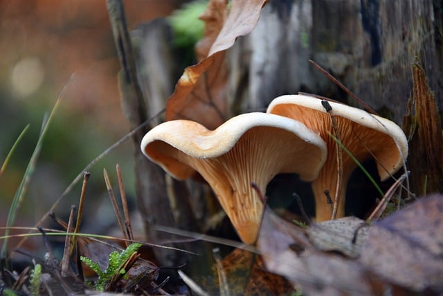 Free download mushrooms fungi forest floor nature free picture to be edited with GIMP free online image editor