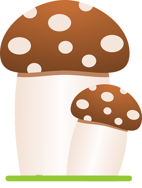 Free download Mushrooms Fungus Forest - Free vector graphic on Pixabay free illustration to be edited with GIMP free online image editor