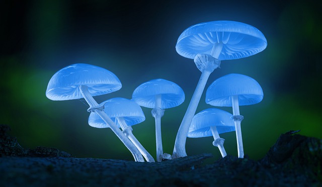 Free download mushrooms glowing glow forest free picture to be edited with GIMP free online image editor