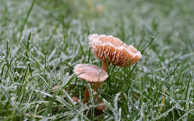 Free download mushrooms grass lawn winter frost free picture to be edited with GIMP free online image editor