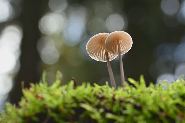 Free download mushrooms helmetlings slats moss free picture to be edited with GIMP free online image editor