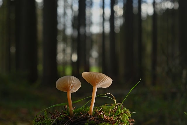 Free download mushrooms lamellar mushrooms root free picture to be edited with GIMP free online image editor