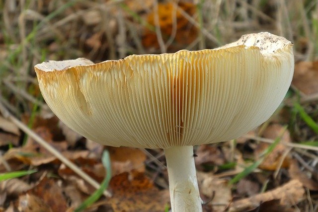 Free download Mushroom Slats Hat -  free photo or picture to be edited with GIMP online image editor