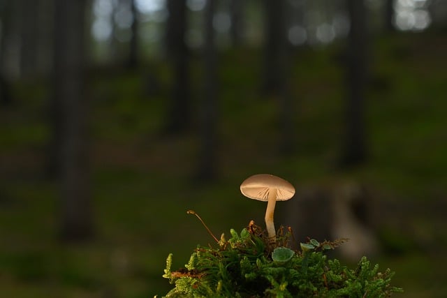 Free download mushroom small mushroom cup lichen free picture to be edited with GIMP free online image editor