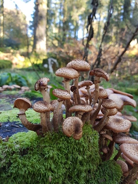 Free download Mushrooms Moss Beauty -  free photo or picture to be edited with GIMP online image editor