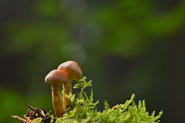 Free download mushrooms moss forest floor fall free picture to be edited with GIMP free online image editor