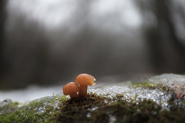 Free download mushrooms moss fungi fungus free picture to be edited with GIMP free online image editor