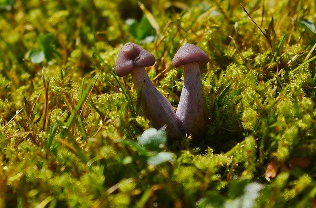 Free download Mushrooms Moss Nature Small -  free photo or picture to be edited with GIMP online image editor