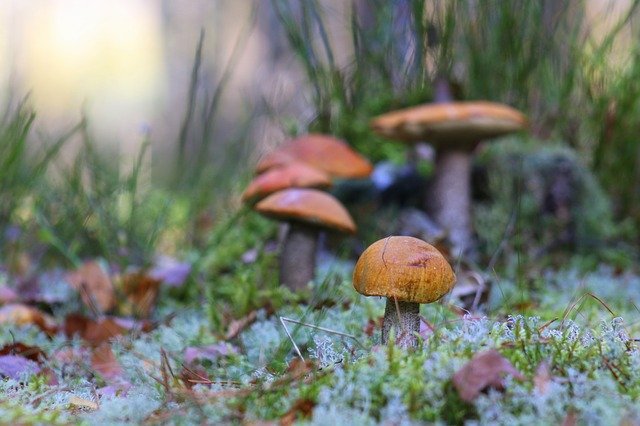 Free download Mushrooms Mushroom Autumn -  free photo or picture to be edited with GIMP online image editor