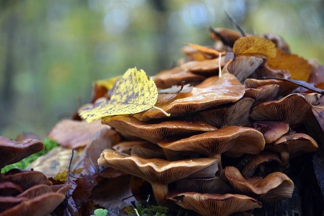 Free download mushrooms mycology foliage forest free picture to be edited with GIMP free online image editor