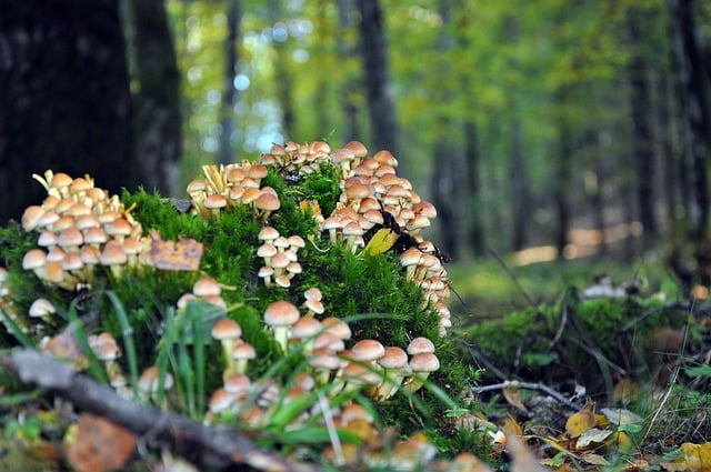 Free download mushrooms mycology forest down free picture to be edited with GIMP free online image editor