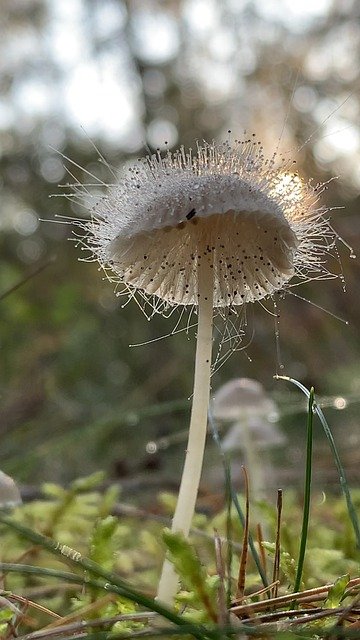 Free download mushrooms nature forest mycology free picture to be edited with GIMP free online image editor