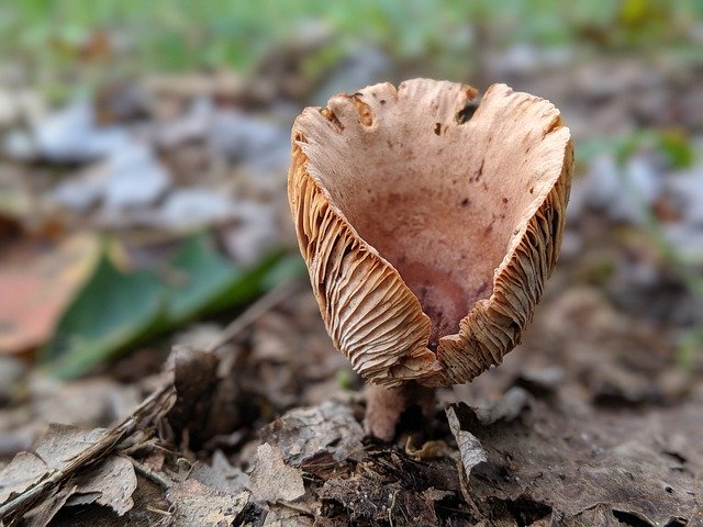 Free download Mushrooms Plants Forest -  free photo or picture to be edited with GIMP online image editor