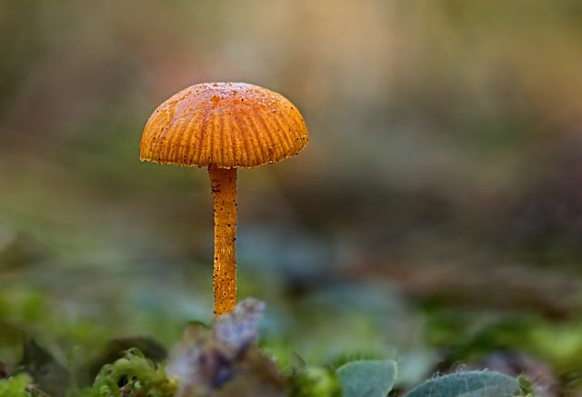 Free download mushroom sponge helmling free picture to be edited with GIMP free online image editor