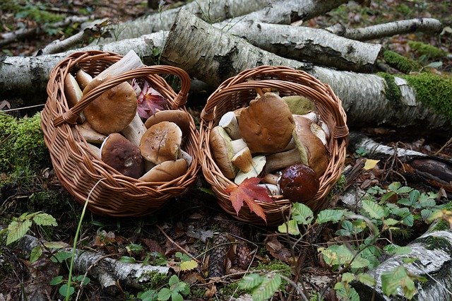 Free download Mushrooms Porcini Forest -  free photo or picture to be edited with GIMP online image editor