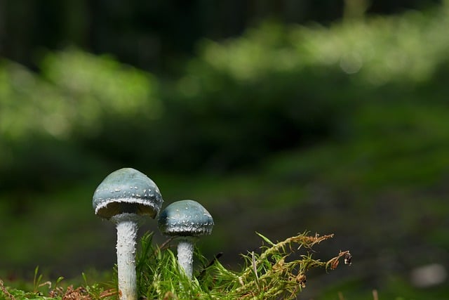 Free download mushrooms rascals moss forest fall free picture to be edited with GIMP free online image editor