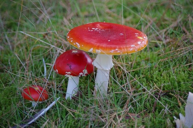 Free download Mushrooms Red Padenstoel -  free photo or picture to be edited with GIMP online image editor