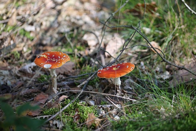 Free download mushrooms red toadstools forest free picture to be edited with GIMP free online image editor