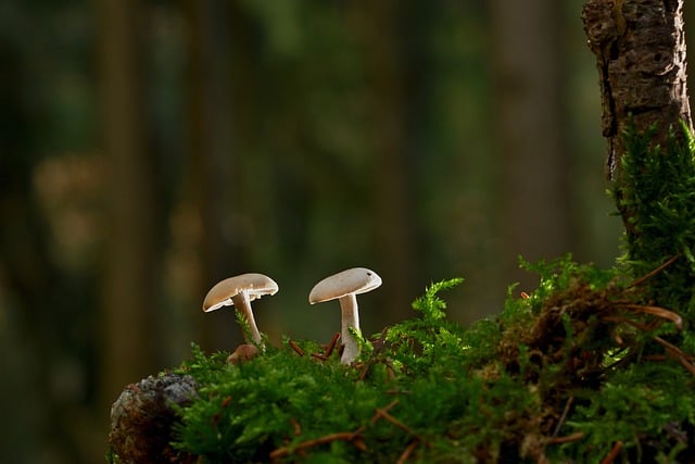 Скачать бесплатно грибы корень мох свет бесплатно изображение для редактирования с помощью бесплатного онлайн-редактора изображений GIMP