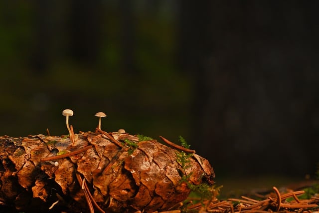 Free download mushrooms spruce cones carrot free picture to be edited with GIMP free online image editor