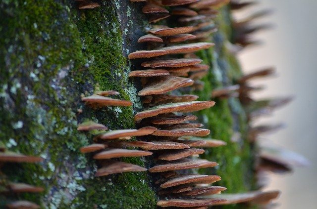 Free download Mushrooms Steps Fairy -  free photo or picture to be edited with GIMP online image editor