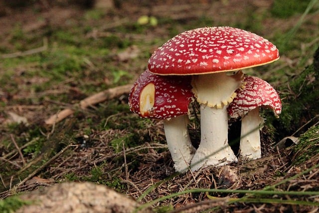 Free download mushrooms toadstool poisonous free picture to be edited with GIMP free online image editor