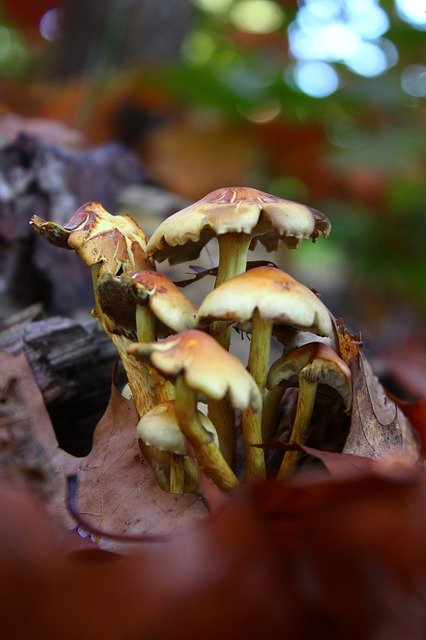 Free download Mushrooms Tree Nature -  free photo or picture to be edited with GIMP online image editor