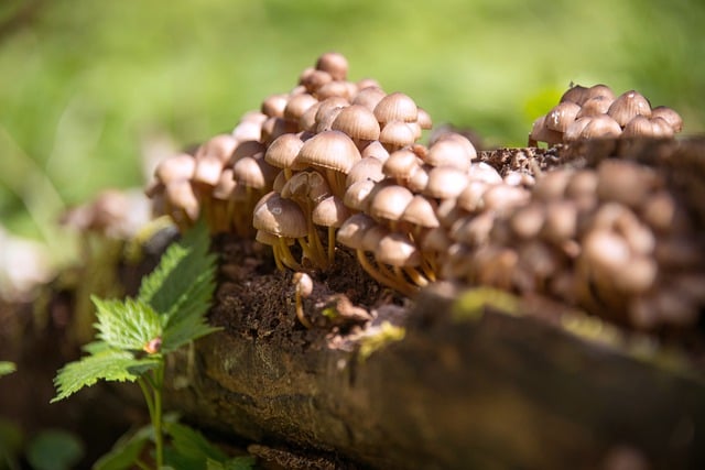 Free download mushrooms winter helmling free picture to be edited with GIMP free online image editor