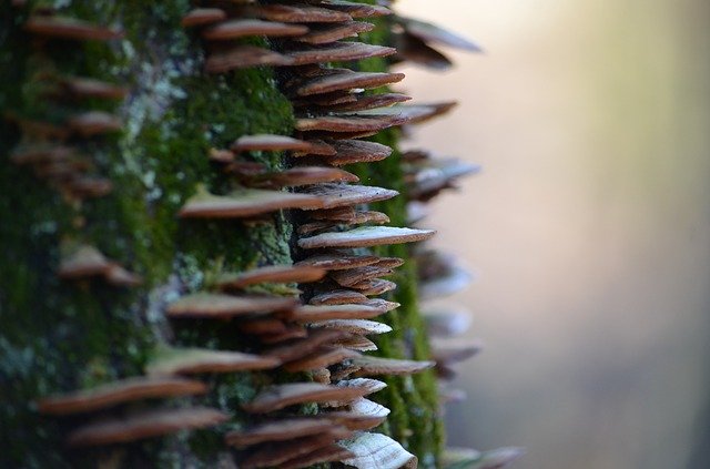 Free download Mushrooms Woods Tree -  free photo or picture to be edited with GIMP online image editor