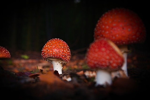 Free download mushroom they fabulous bough root free picture to be edited with GIMP free online image editor