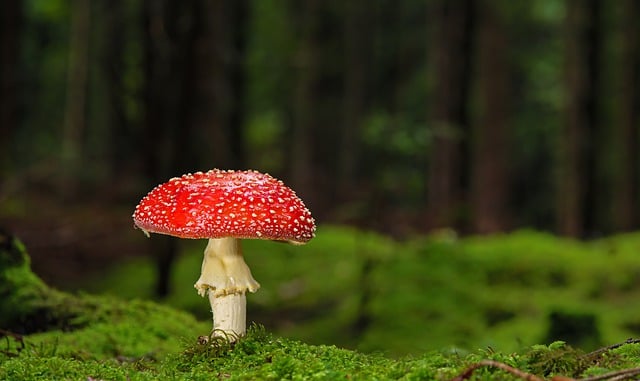 Free download mushroom toadstool forest floor free picture to be edited with GIMP free online image editor