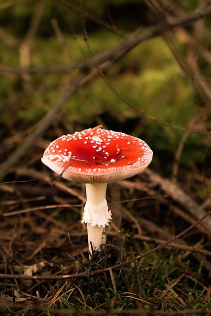 Free download mushroom toadstool forest nature free picture to be edited with GIMP free online image editor