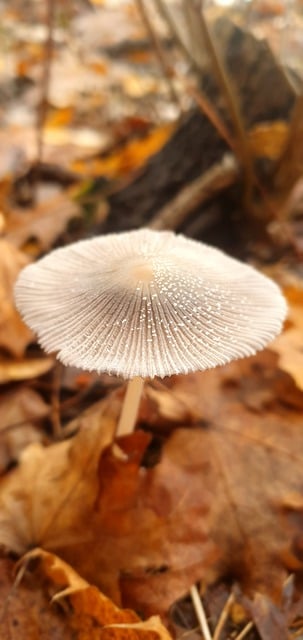 Free download mushroom toadstool mycology forest free picture to be edited with GIMP free online image editor