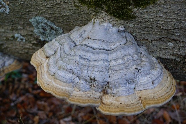 Free download Mushroom Tree Fungus Forest -  free photo or picture to be edited with GIMP online image editor