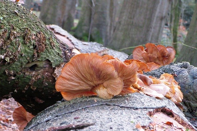 Free download Mushroom Tree Trunk Moist -  free photo or picture to be edited with GIMP online image editor