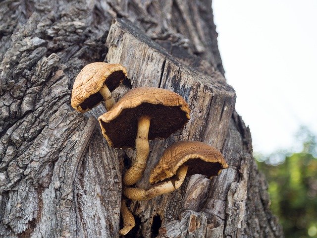 Free download Mushroom Wood Autumn -  free free photo or picture to be edited with GIMP online image editor