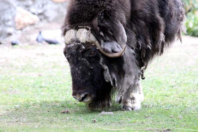 Free download musk ox ovibos moschatus free picture to be edited with GIMP free online image editor