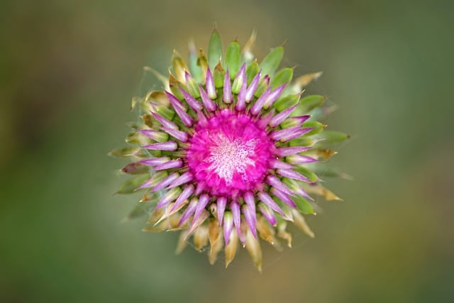 Free download musk thistle flower thistle nodding free picture to be edited with GIMP free online image editor