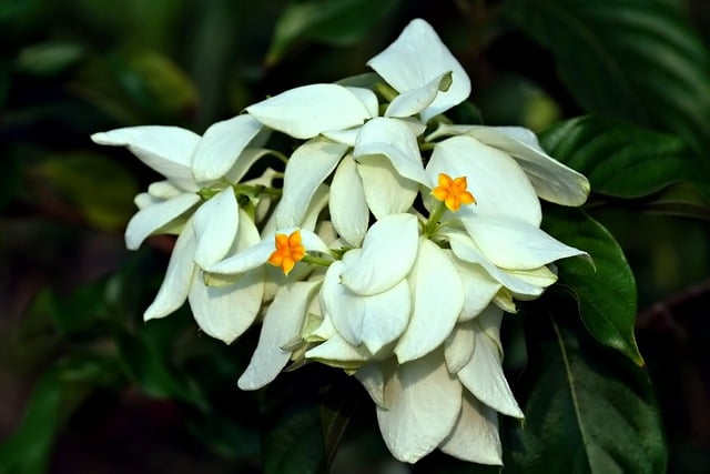 Free download mussaenda pubescens herbal plant free picture to be edited with GIMP free online image editor