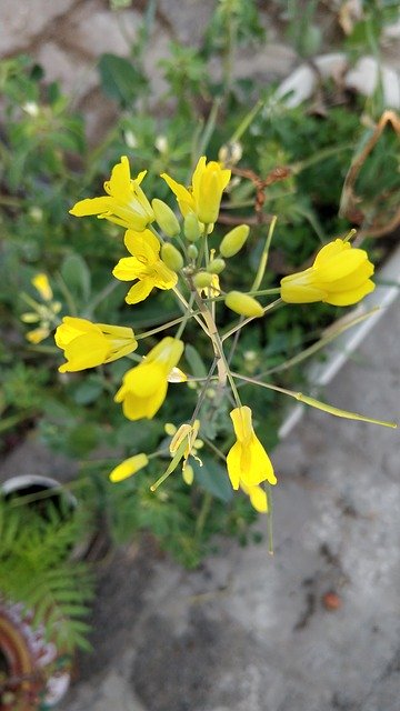 Free download Mustard Flowers Yellow -  free photo or picture to be edited with GIMP online image editor