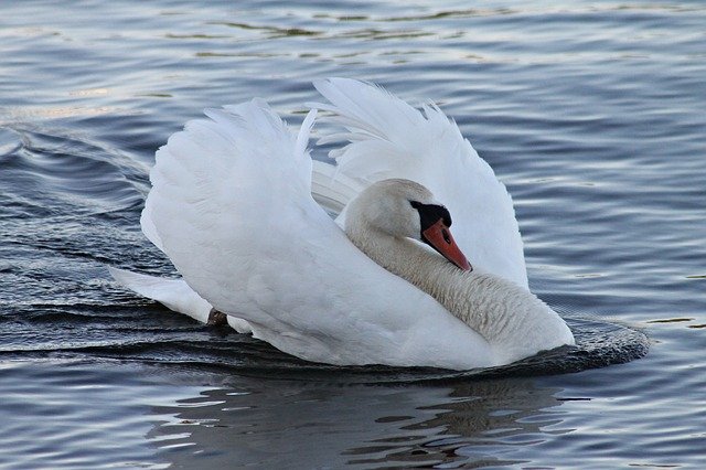 Free download Mute Swan -  free photo or picture to be edited with GIMP online image editor