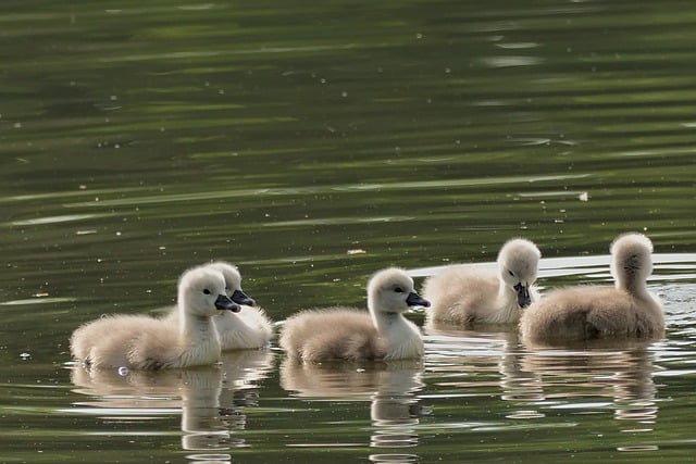 Free download mute swan chick lake young animals free picture to be edited with GIMP free online image editor